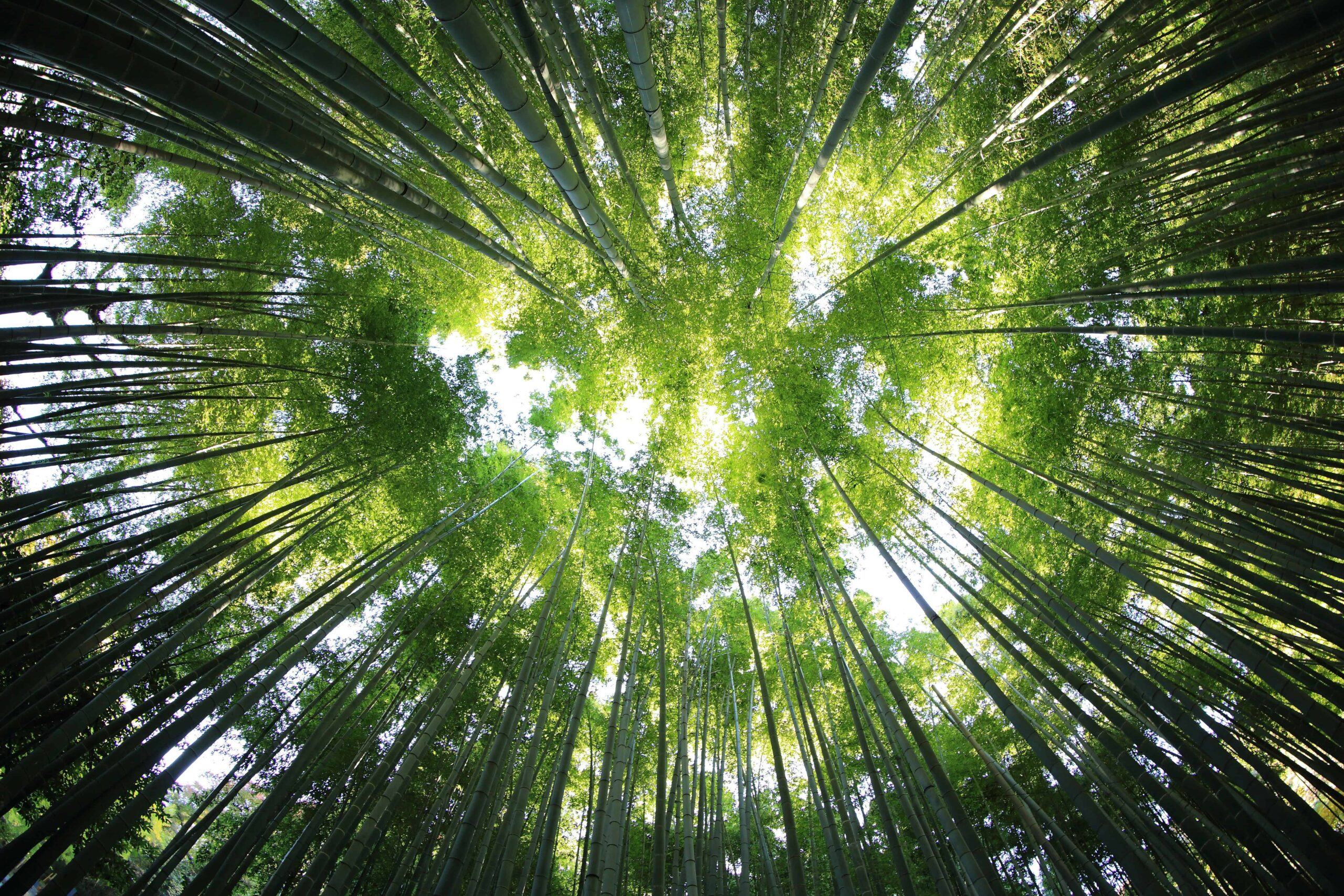 kazuend-19SC2oaVZW0-unsplash (1)